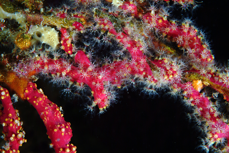 Parerythropodium coralloides